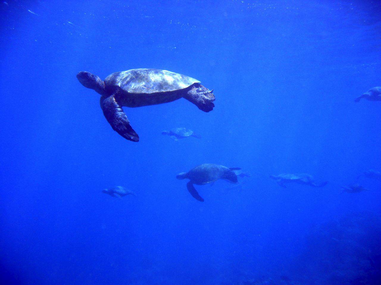 Sea turtles swimming